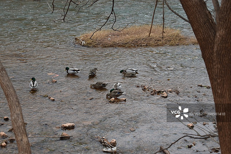 美国威奇托福尔斯湖岸鸭子俯视图图片素材