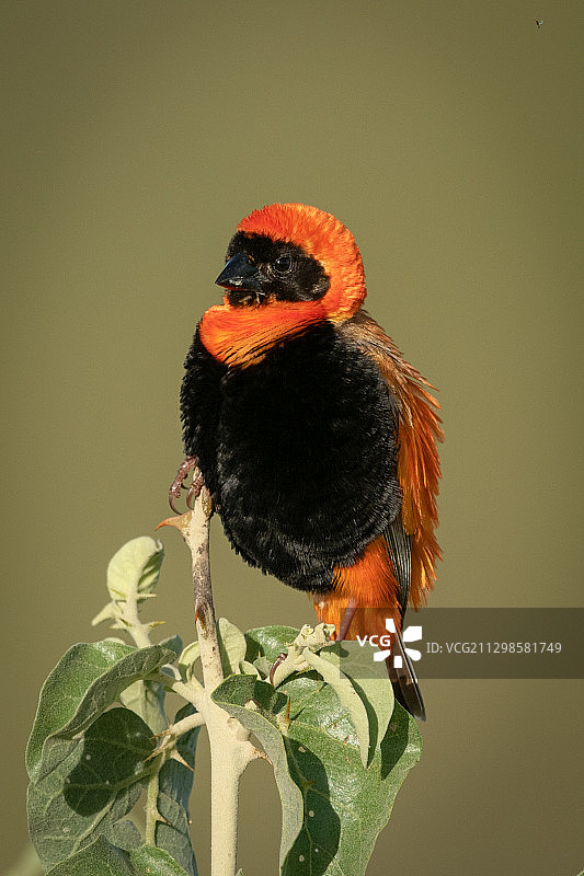 栖息于树上的鸟儿特写图片素材