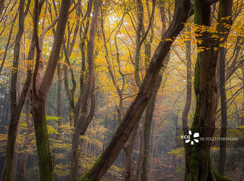 荷兰加德伦，秋季森林中的树木图片素材