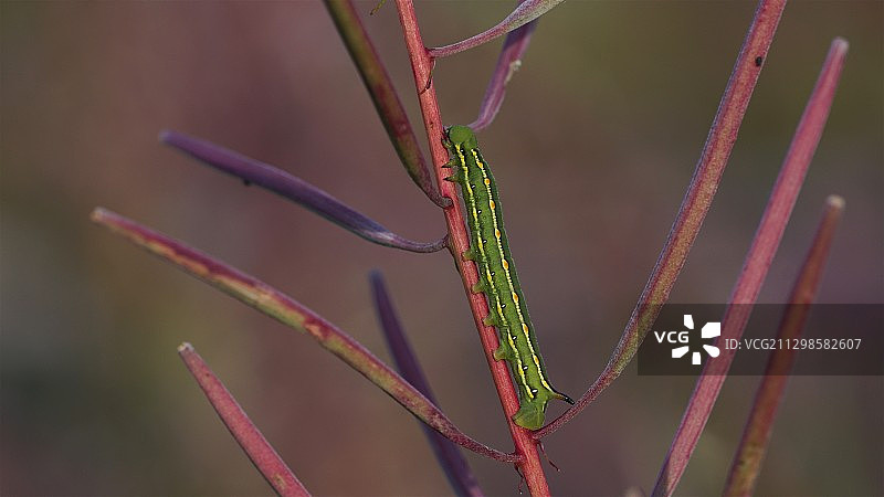 芬兰万塔的植物特写图片素材