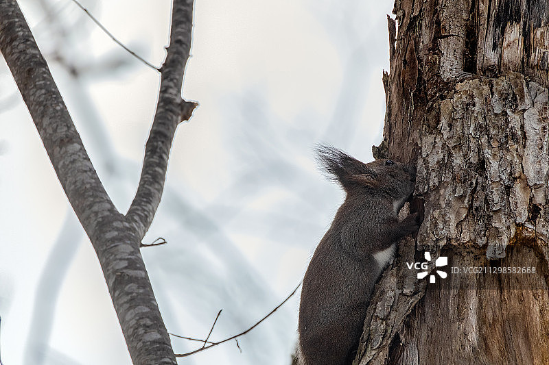日本元町低角度拍摄层叠树干图片素材
