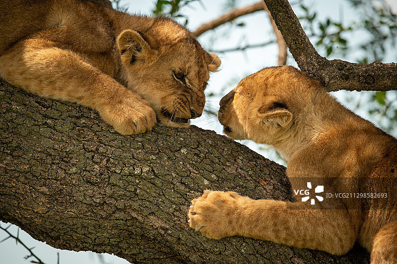两只母狮趴在树上图片素材