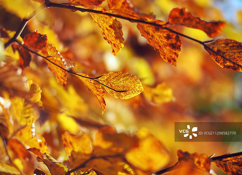 黄色枫叶特写，英国康普顿图片素材