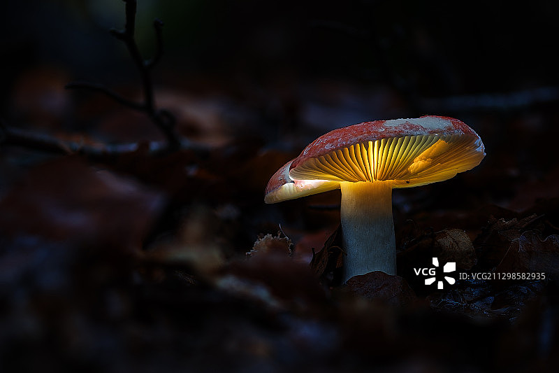 田野蘑菇生长特写图片素材