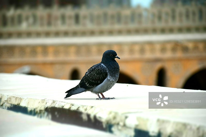 鸟栖息在挡土墙上的近景图片素材