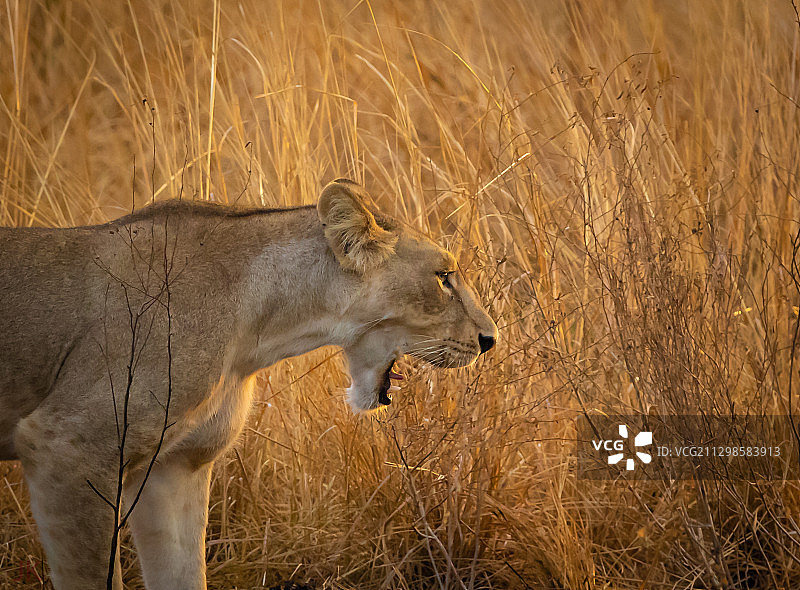 乌干达卡邦格，站在草地上的母狮侧面视角图片素材