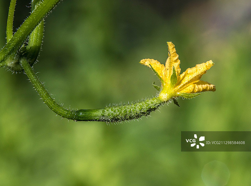 湿植物特写图片素材