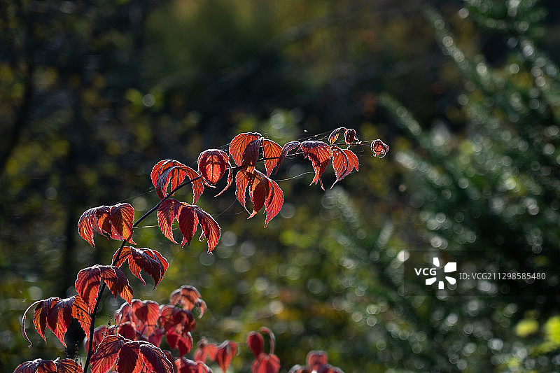 加拿大魁北克的红色开花植物特写图片素材