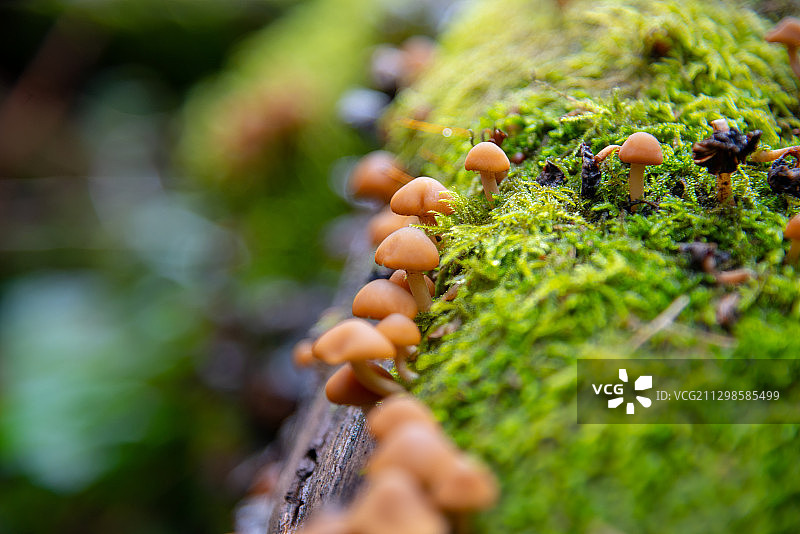 树干上生长的蘑菇特写图片素材