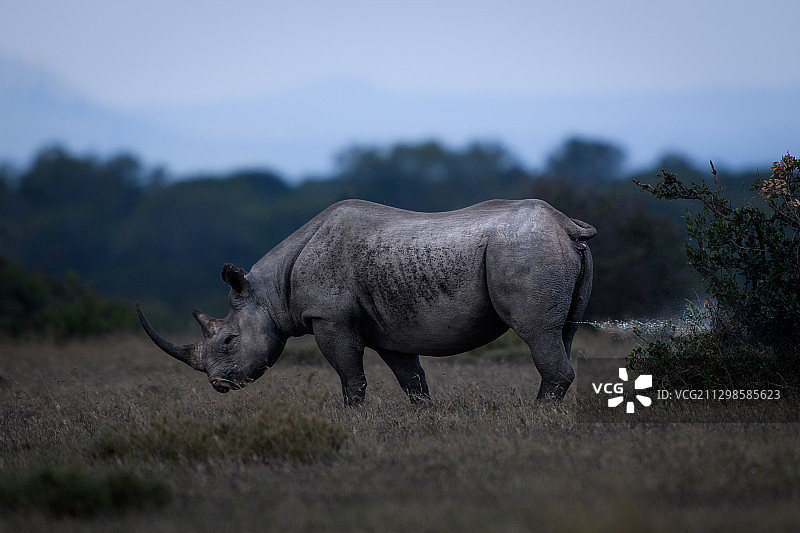 肯尼亚纳纽基草原上犀牛的侧视图图片素材