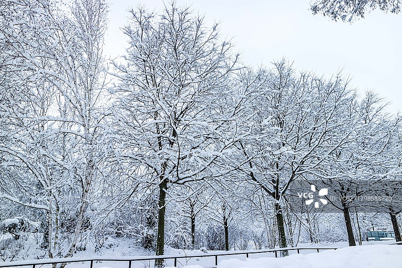 法国巴黎冬季，低角度仰望天空下的光秃秃的树木图片素材