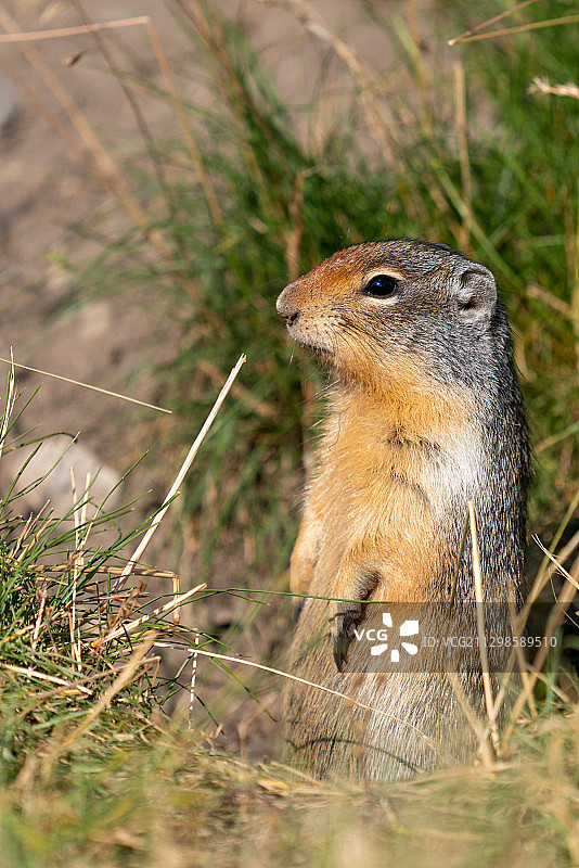 田野上啮齿动物的特写图片素材