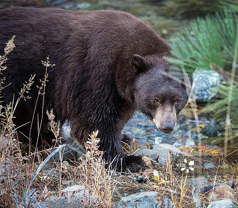 侧面视角：熊在田野上行走，南太浩湖，美国图片素材