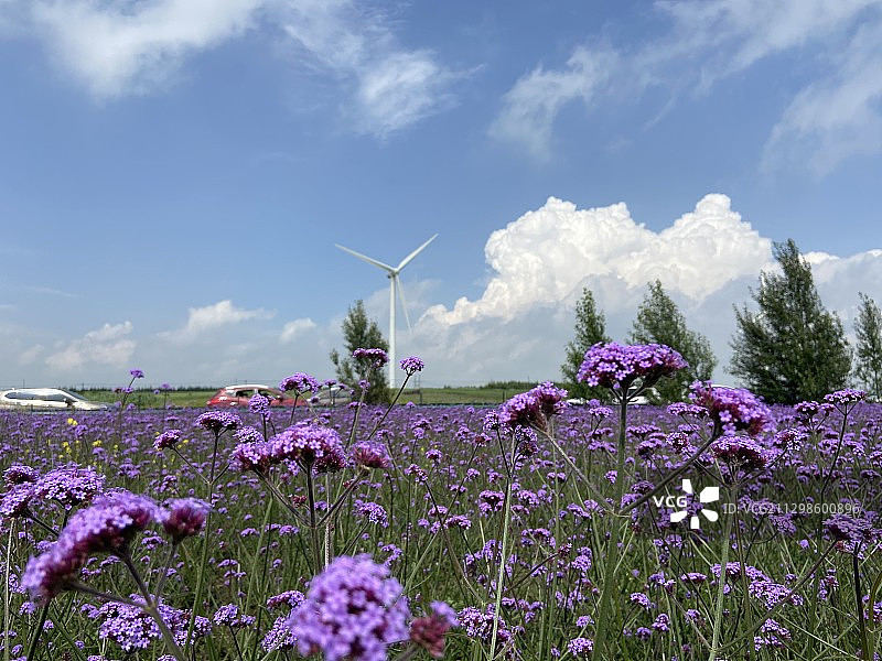 天路花海图片素材