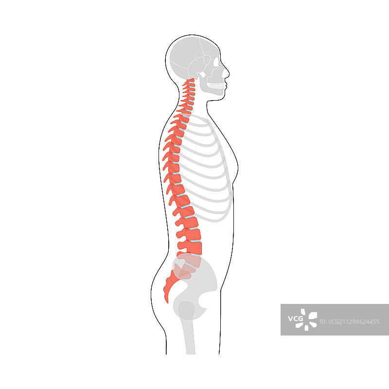人类脊柱解剖结构图片素材