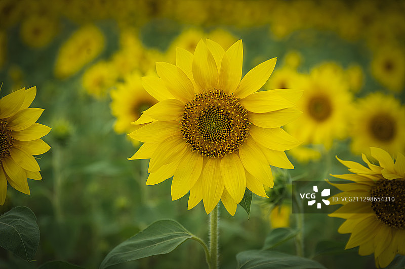 向日葵花海中的一棵花头特写图片素材