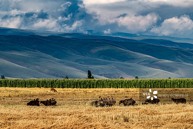 新疆伊犁那拉提空中草原风光图片素材