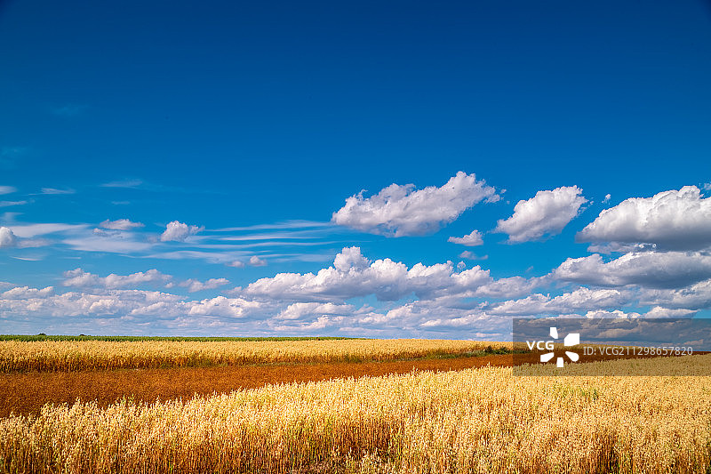 张北坝上秋色农田莜麦图片素材
