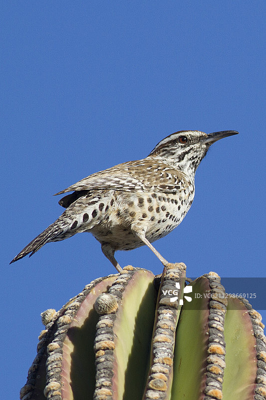 卡顿仙人掌上的仙人掌鹪鹩图片素材