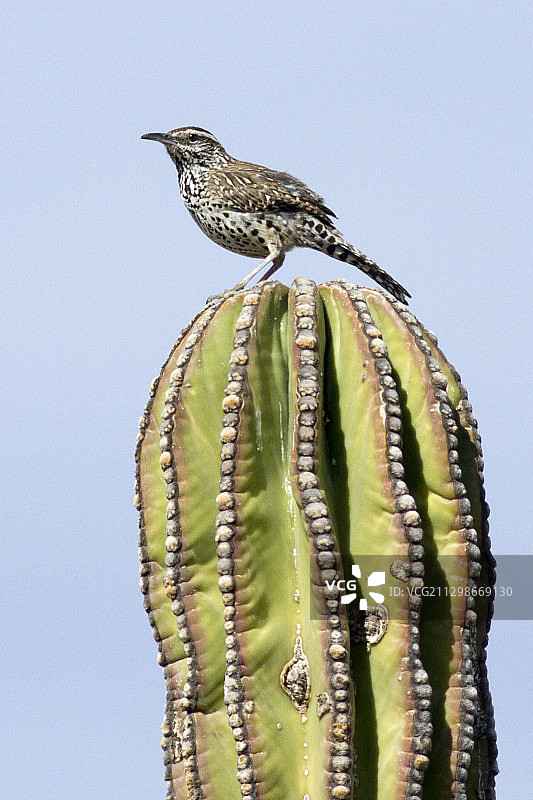 卡顿仙人掌上的仙人掌鹪鹩图片素材