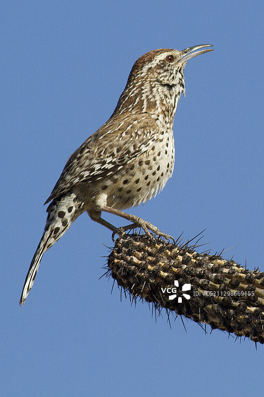 棕曲嘴鹪鹩图片素材
