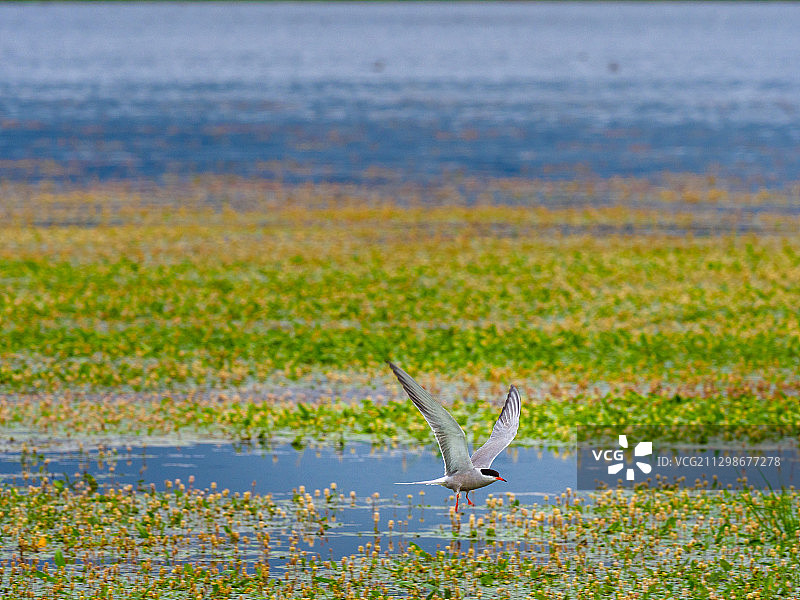 尕海风光湿地水鸟图片素材