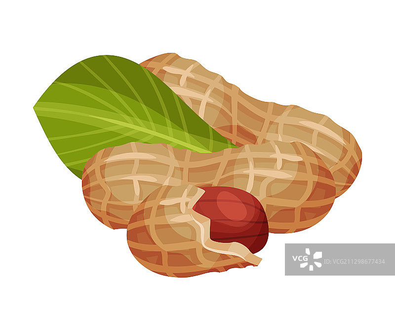 带绿叶的带壳花生仁图片素材