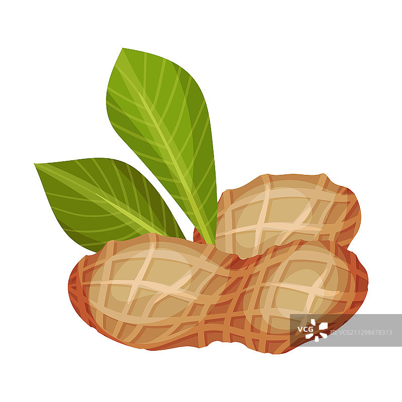 带绿叶的带壳花生仁图片素材
