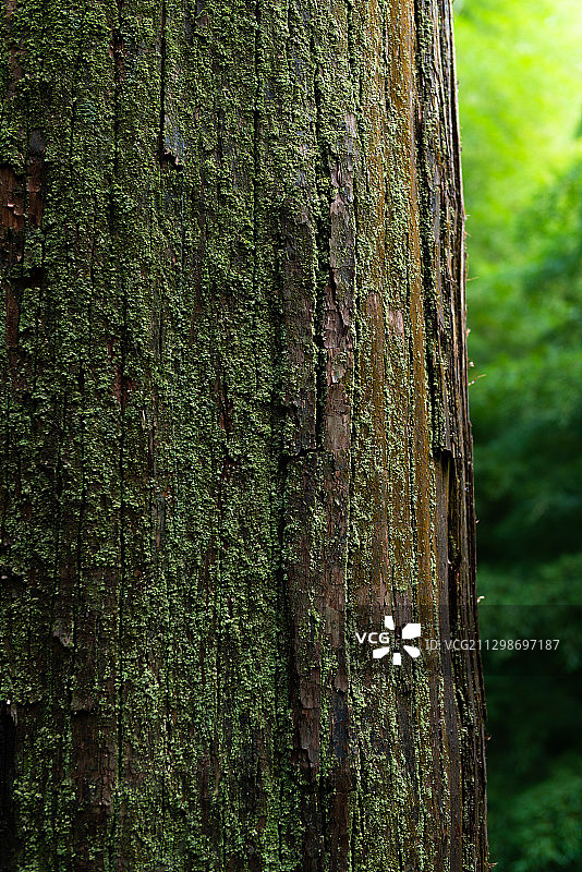 东天目山古老树干上的青苔图片素材