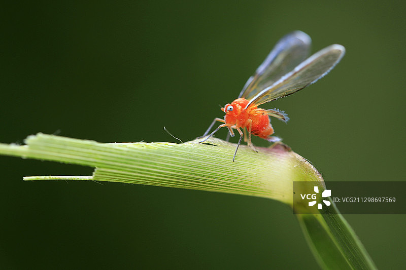 红袖蜡蝉图片素材