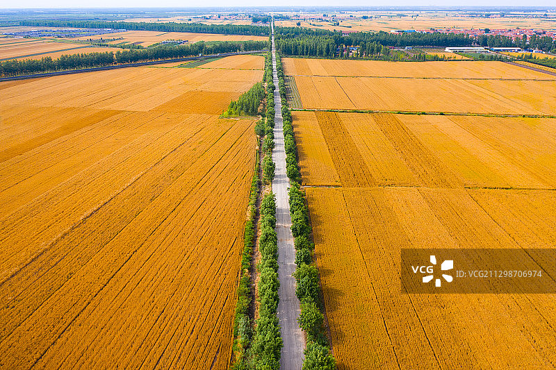 金黄的麦田图片素材