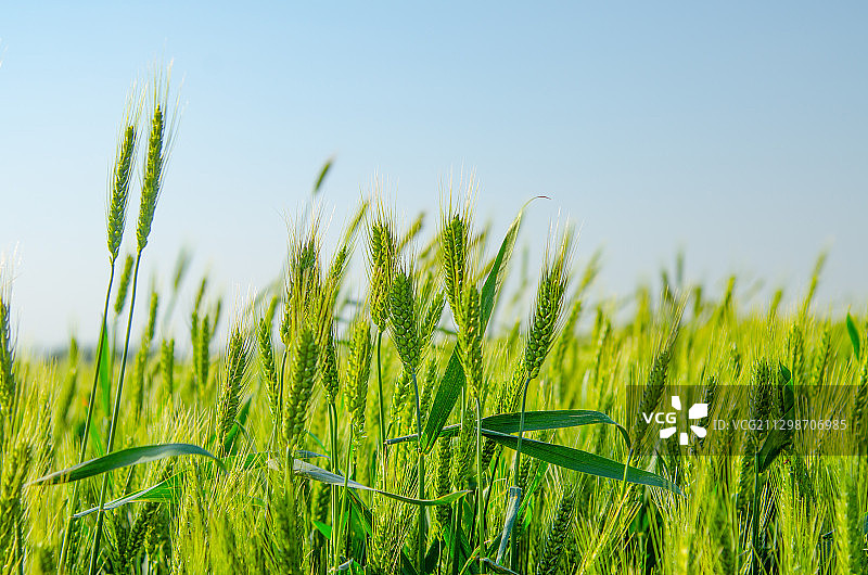 麦穗图片素材
