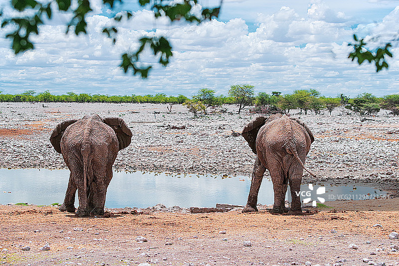 埃托沙国家公园的一处水塘图片素材