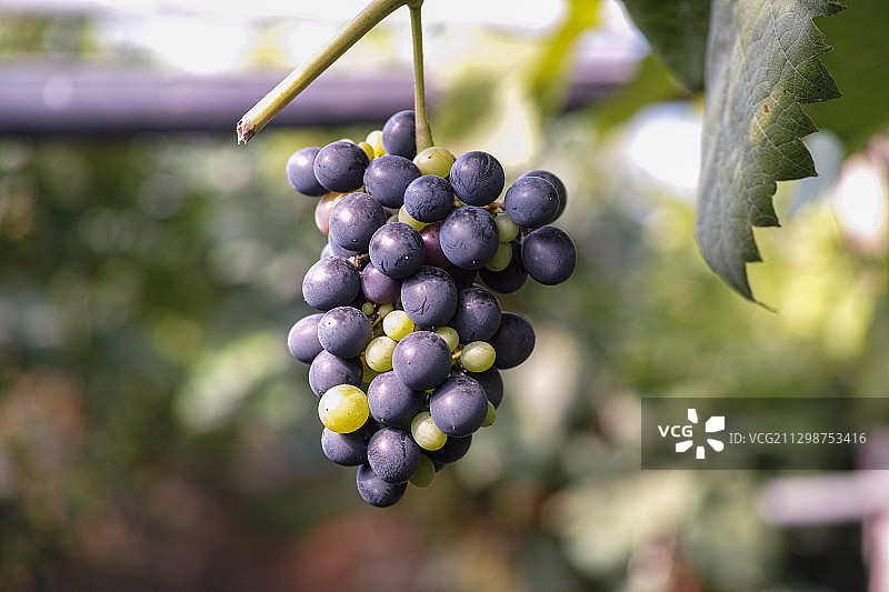 葡萄图片素材