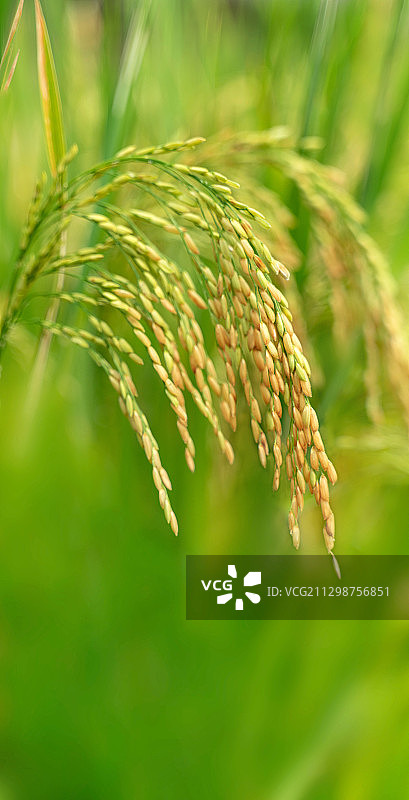 稻穗图片素材