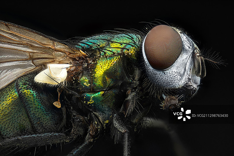 绿豆苍蝇图片素材