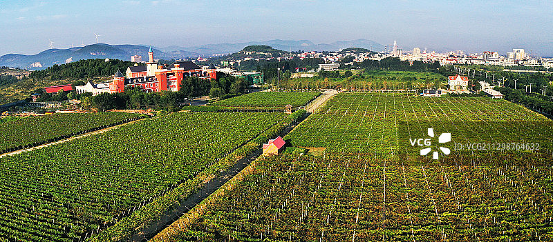 山东枣庄山亭区汉诺庄园葡萄园图片素材