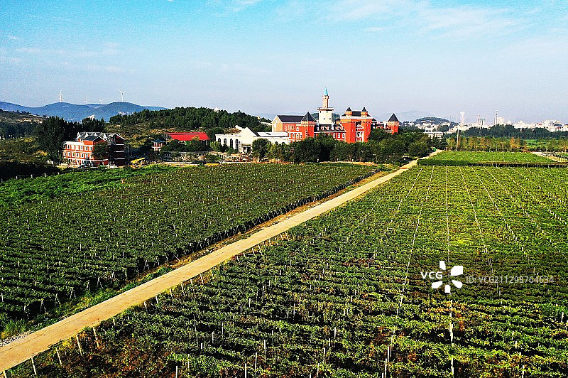 山东枣庄山亭区汉诺庄园葡萄园图片素材
