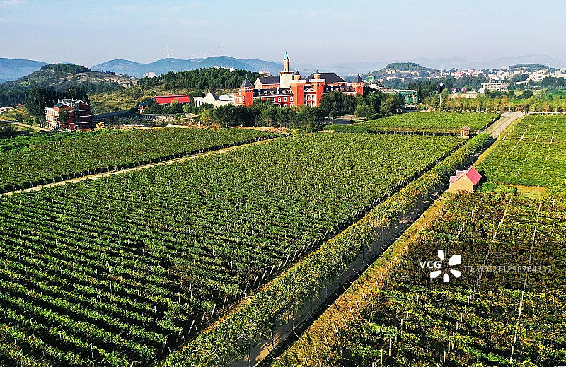 山东枣庄山亭区汉诺庄园葡萄园图片素材