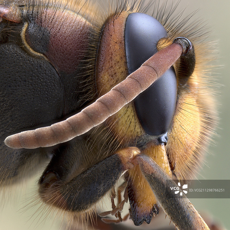 【复眼-蜂】图片素材