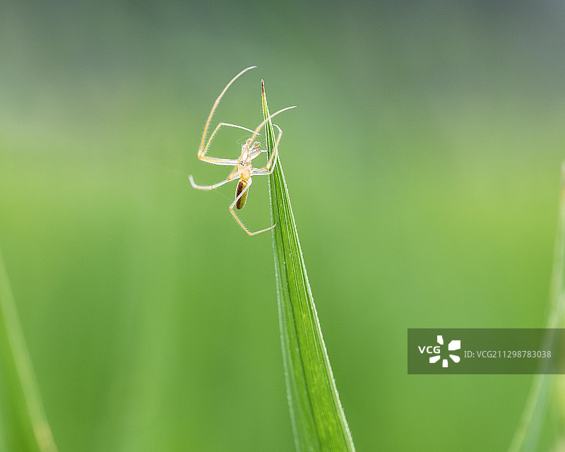 稻田蜘蛛在稻叶上游弋，寻找猎物图片素材