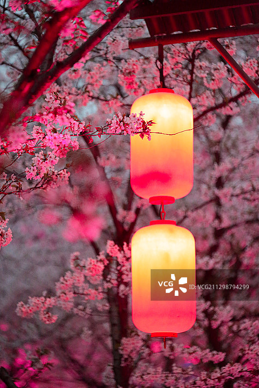 武汉东湖樱花季图片素材