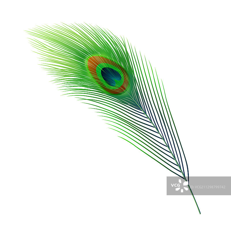 孔雀羽毛绿色羽毛图片素材