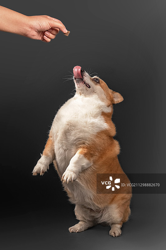 馋嘴柯基犬图片素材