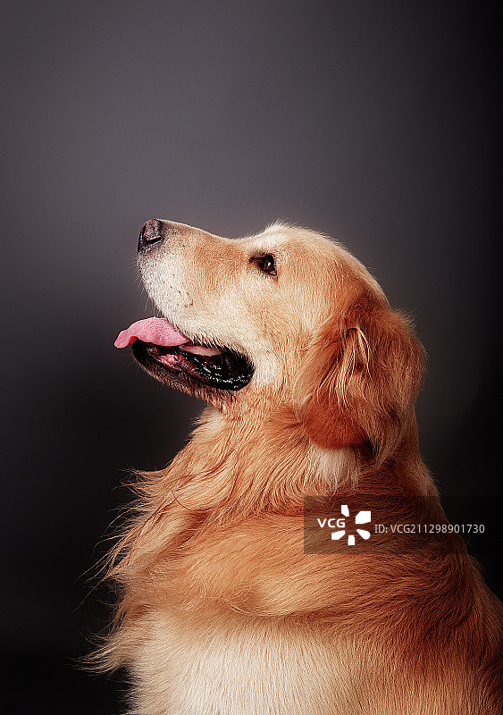 金毛巡回犬图片素材