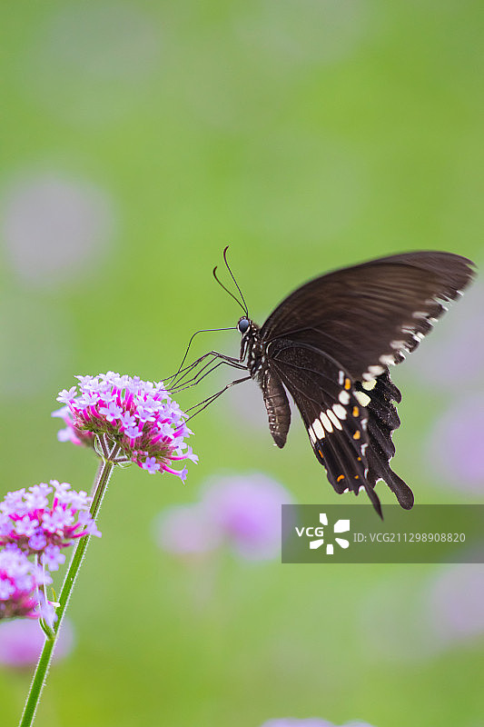玉带凤蝶图片素材