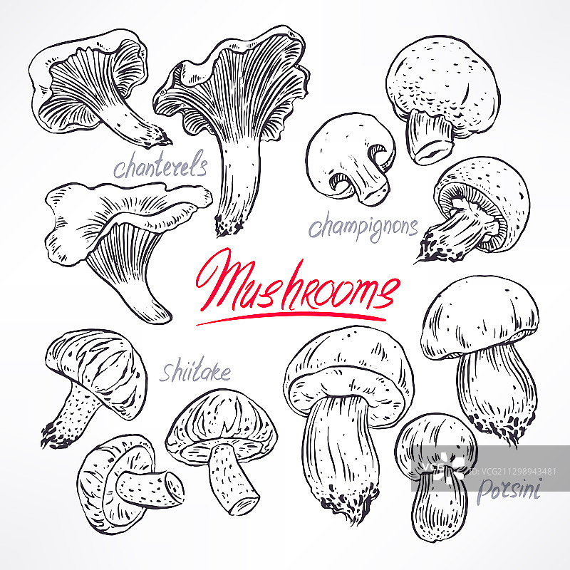 蘑菇素描图案合集图片素材