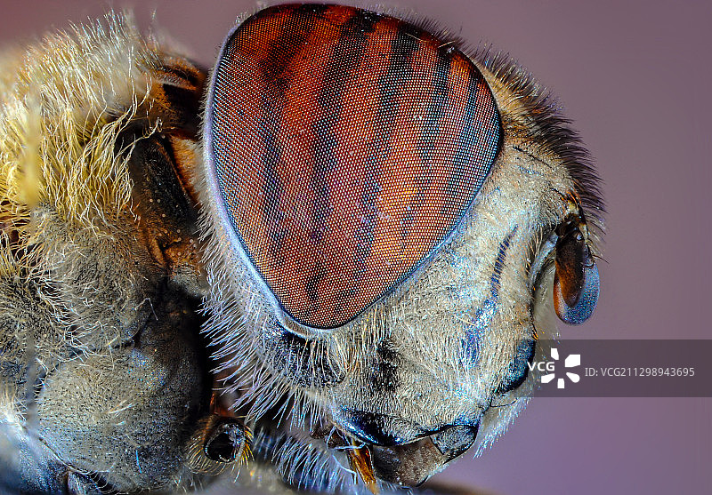 昆虫特写图片素材