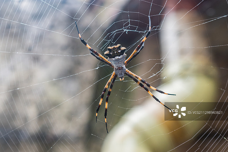 网上的蜘蛛特写图片素材