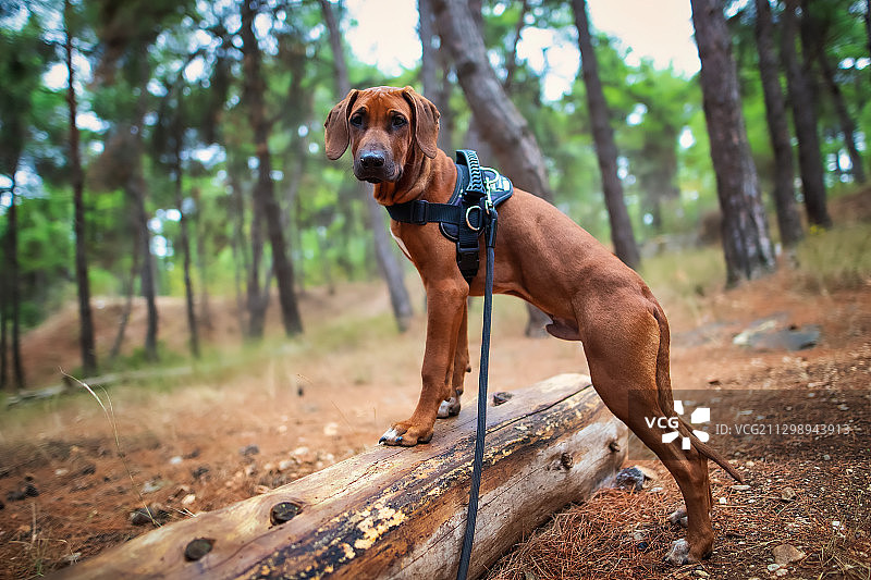 可爱小狗在森林里奔跑图片素材